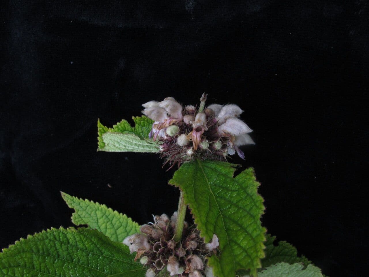 Phlomoides 2