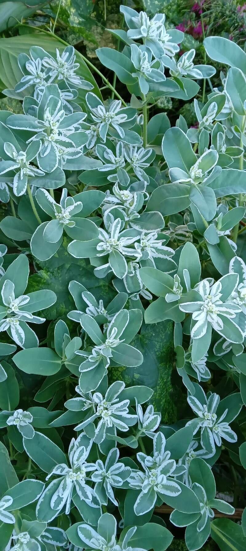 Euforbia marginata 11