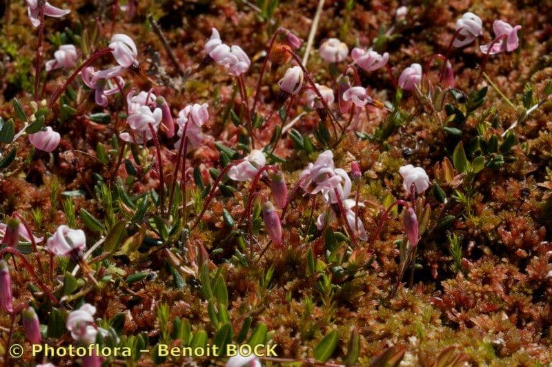 Vaccinium microcarpum 13