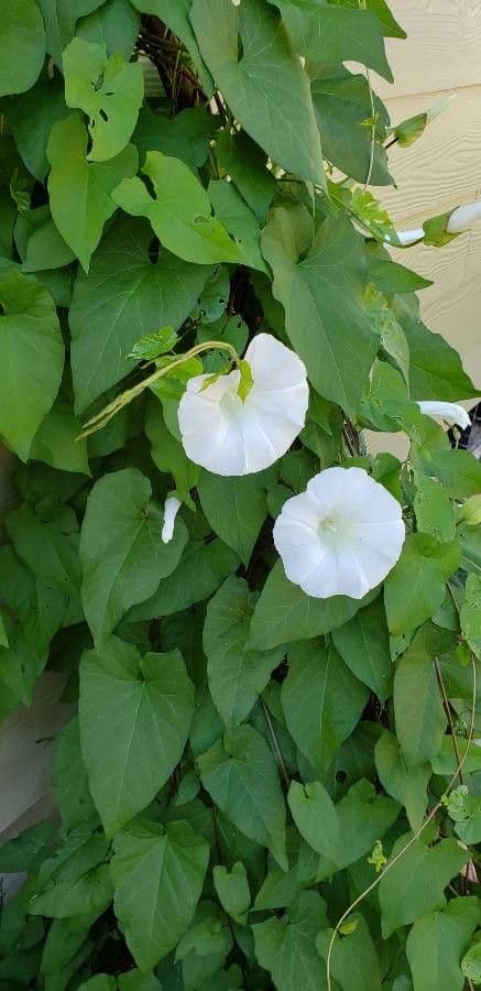 Vilucchiello delle siepi 9