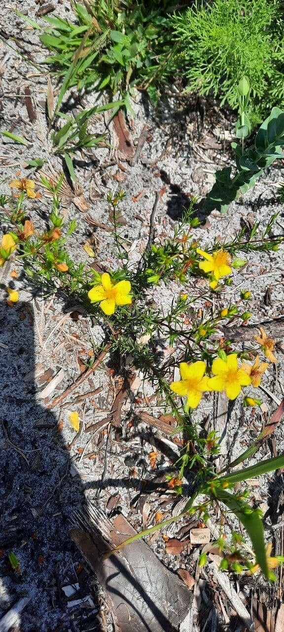 Hypericum fasciculatum