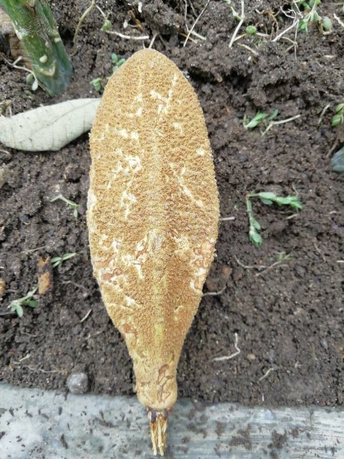 Pterospermum 2