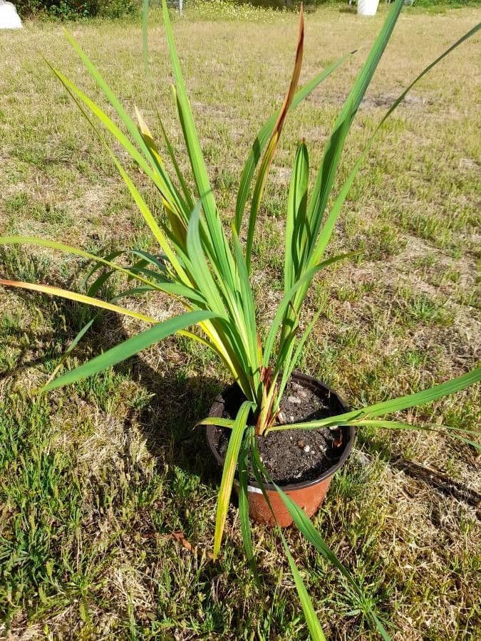 Montbretia 17