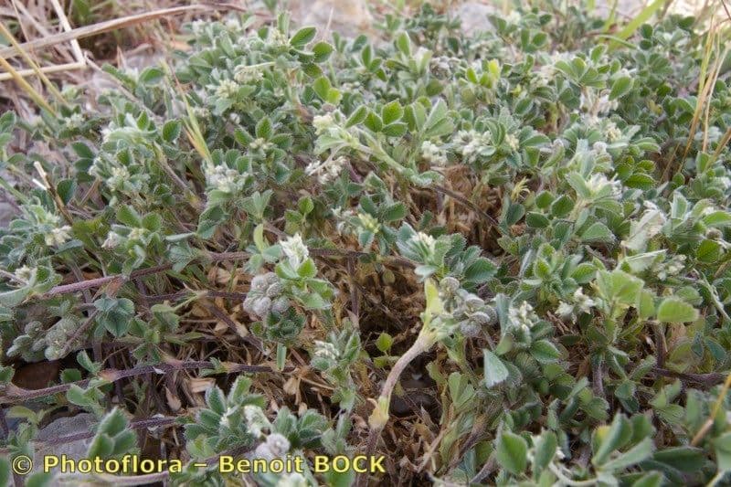 Medicago 9