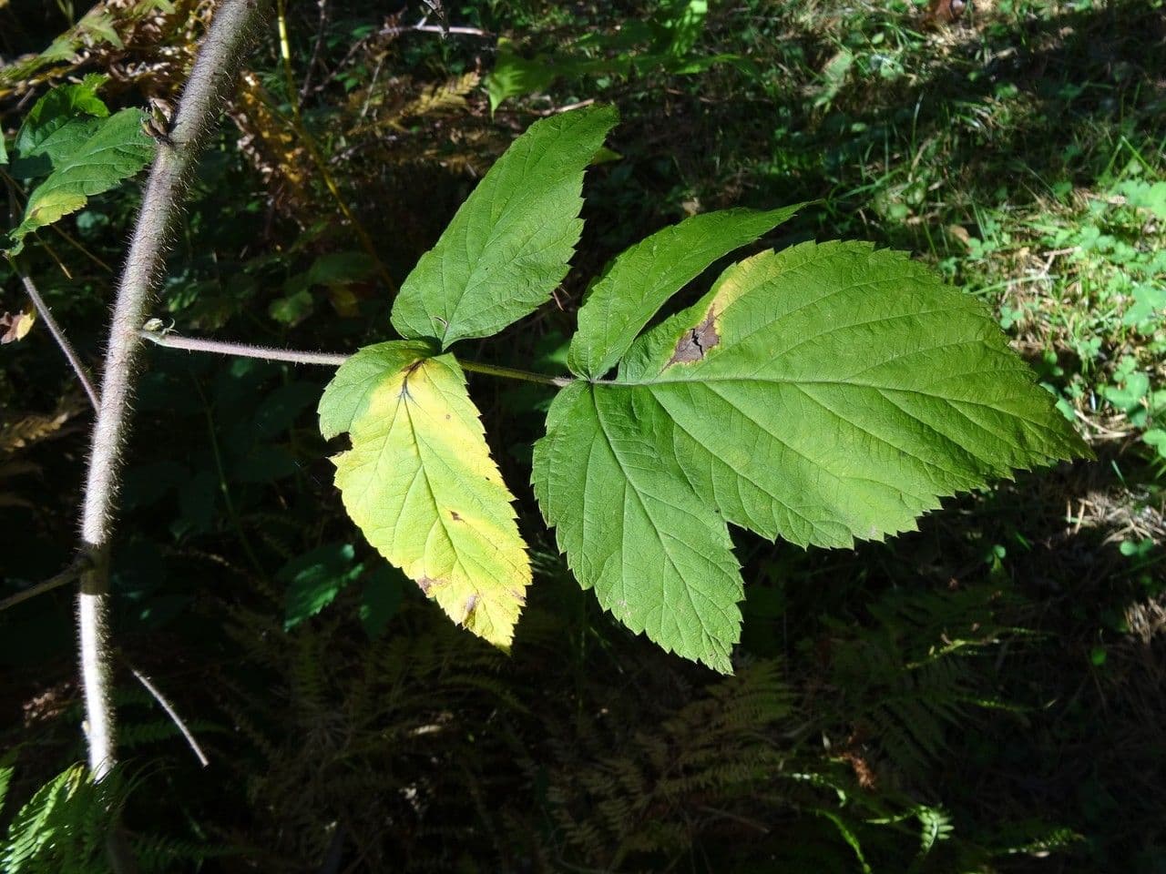 Rovo 2