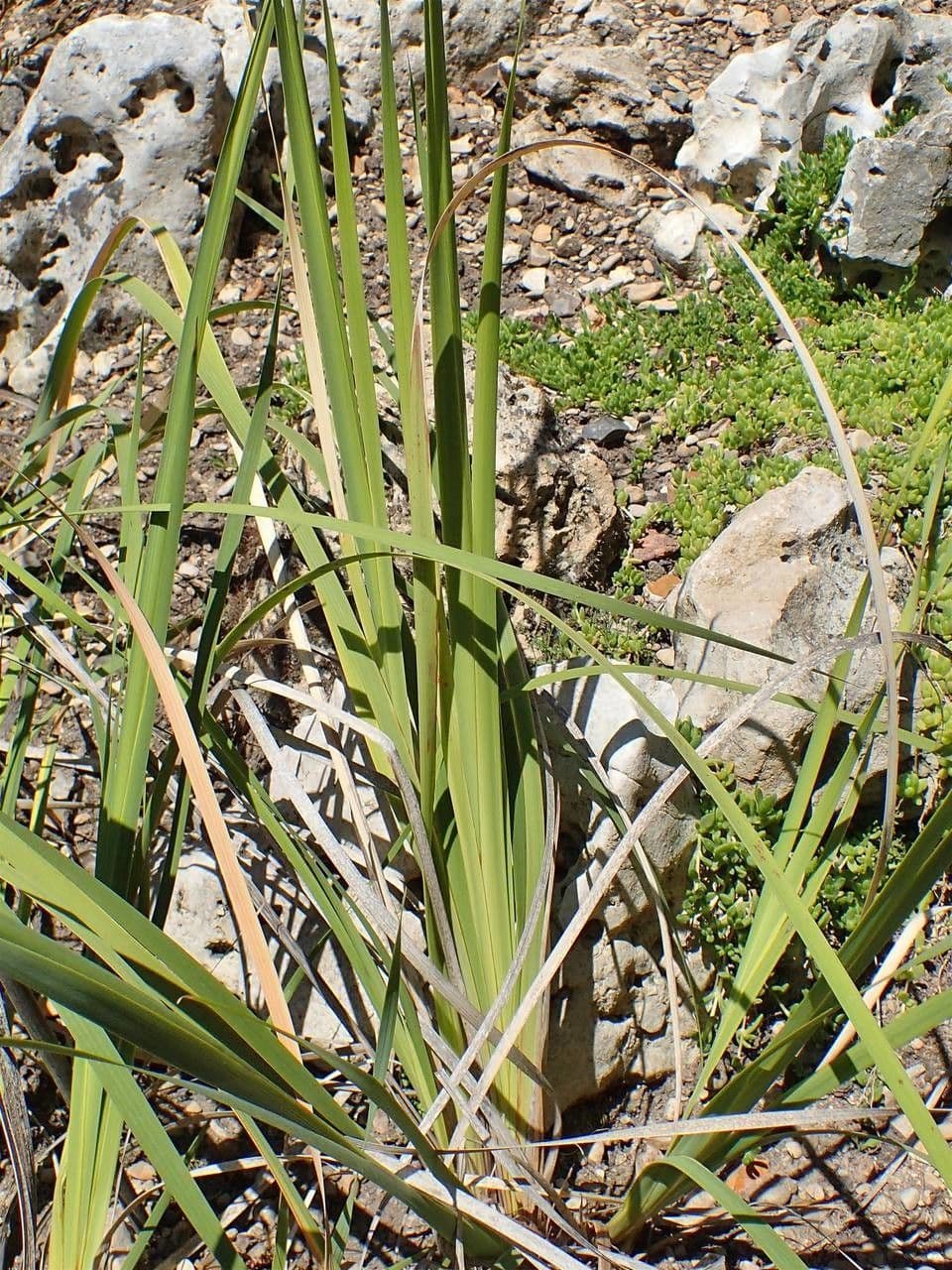 Dierama 10