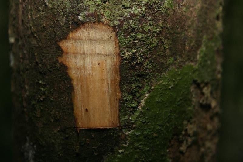 Kleinblütige Eschweilera 18