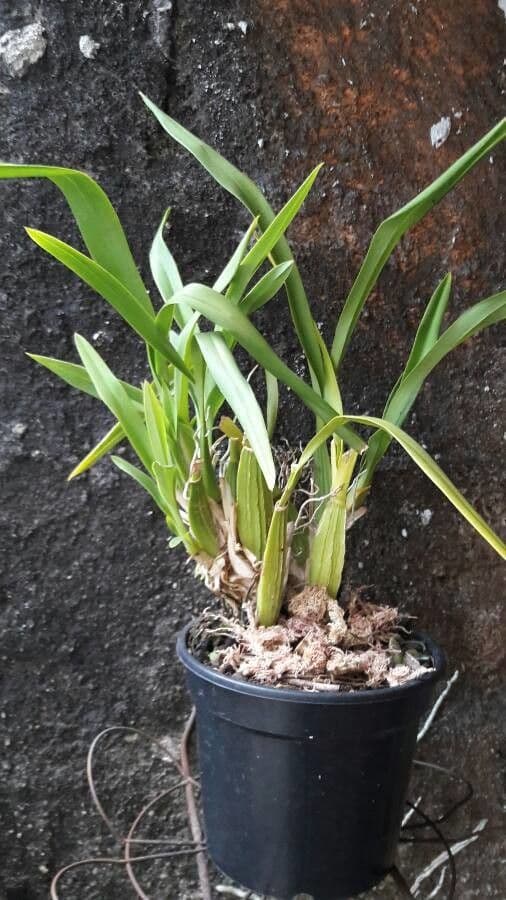 Coelogyne viscosa 10