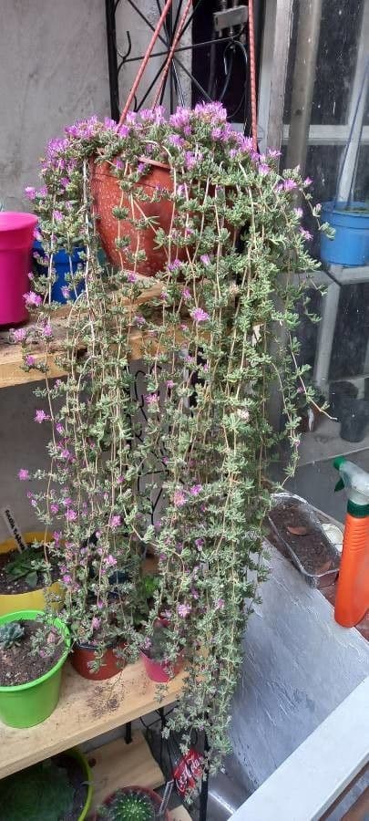 Drosanthemum fleuri 11