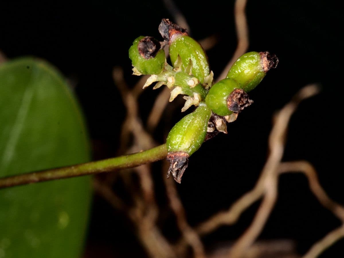 Bulbophyllum