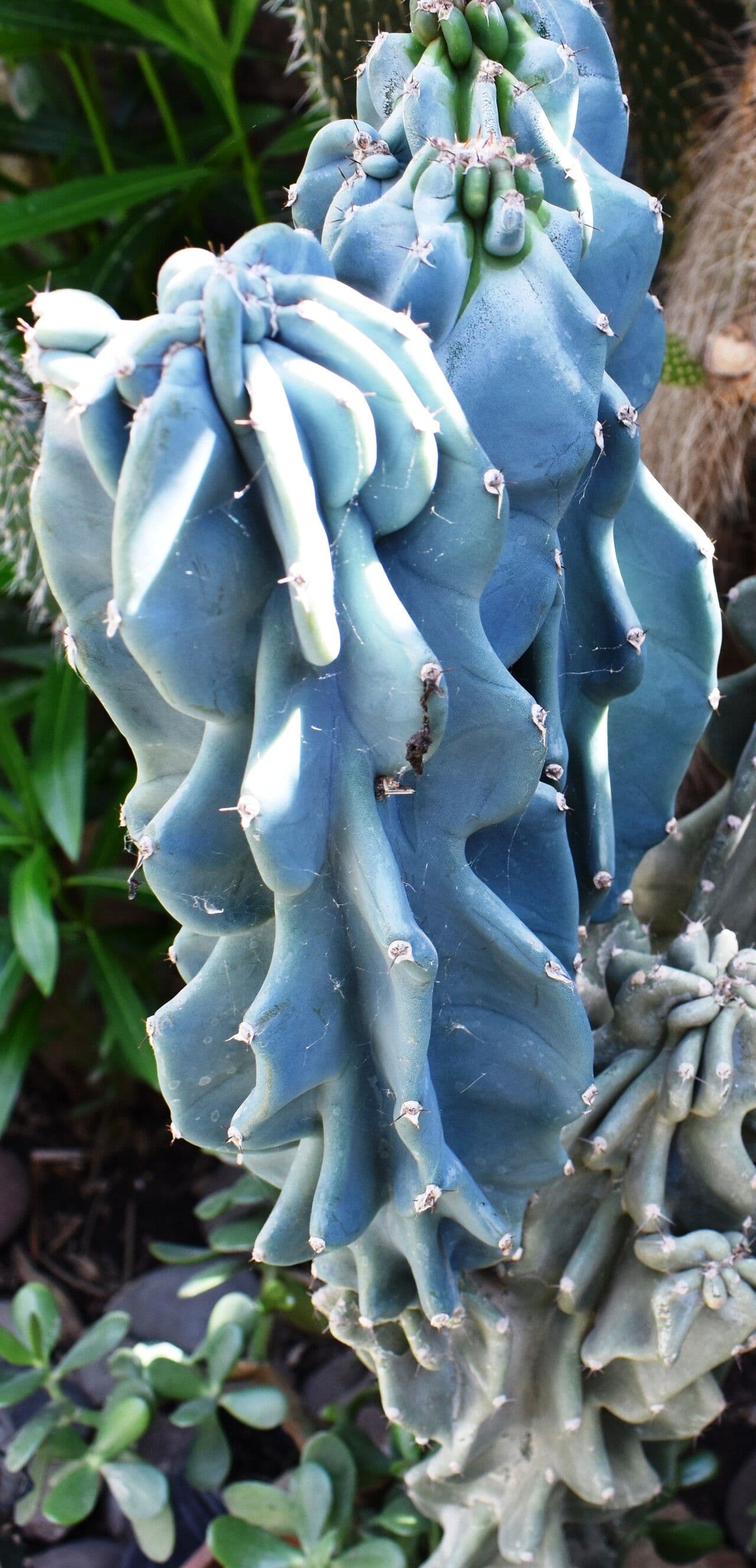 Cactus seto 4