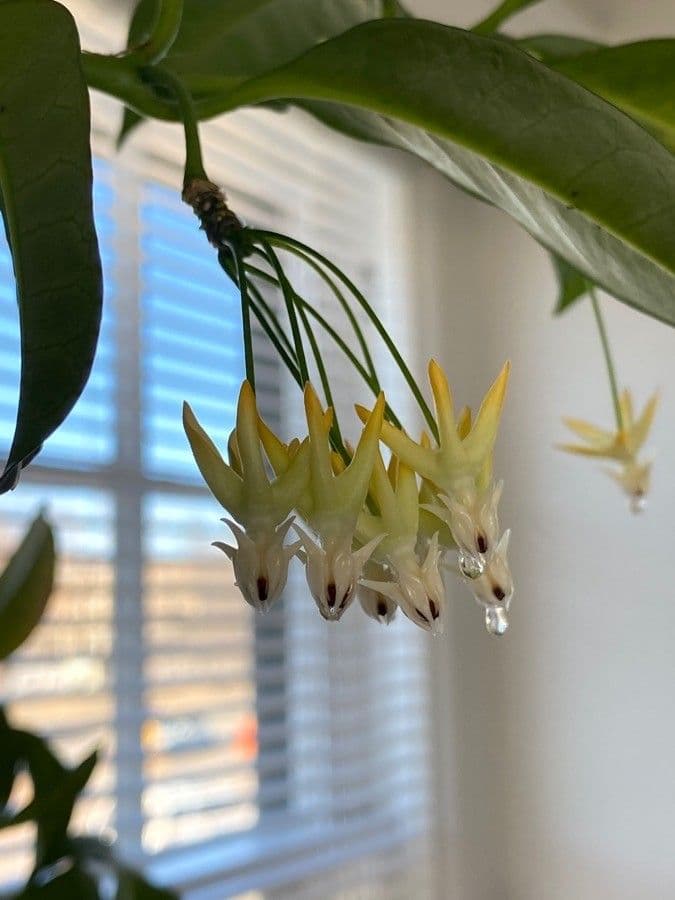 Hoya