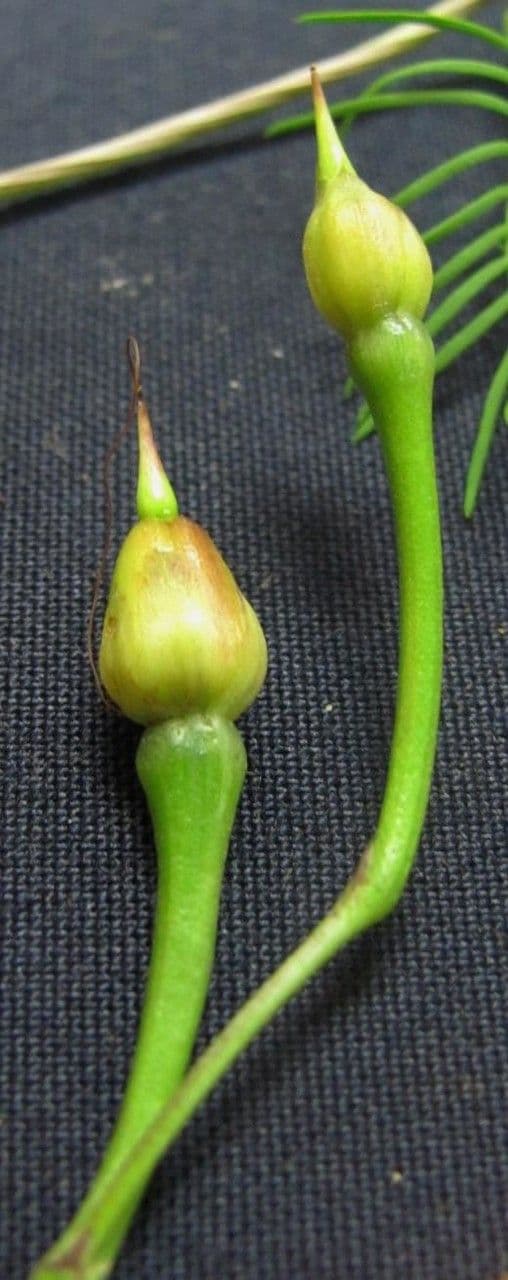 Ipomoea quamoclit 4