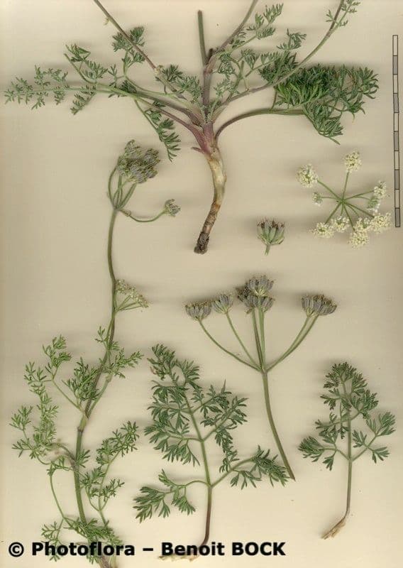 Athamanta cretensis 26