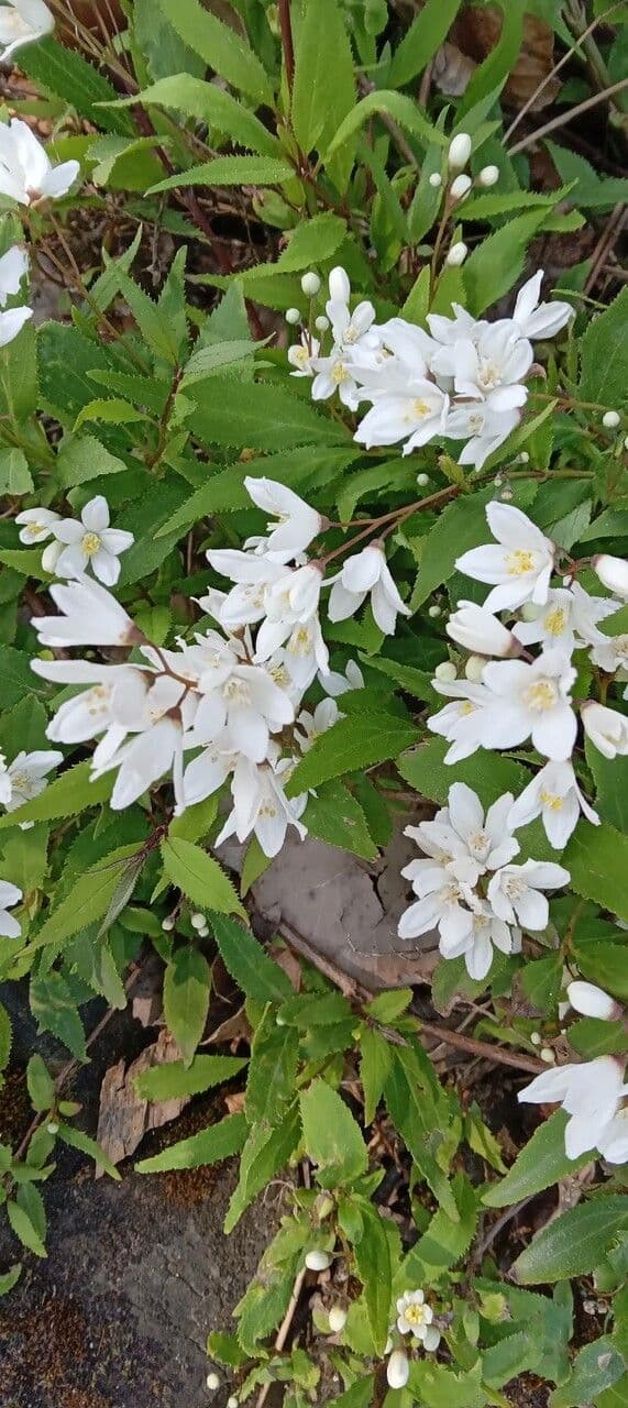 Deutzia 3