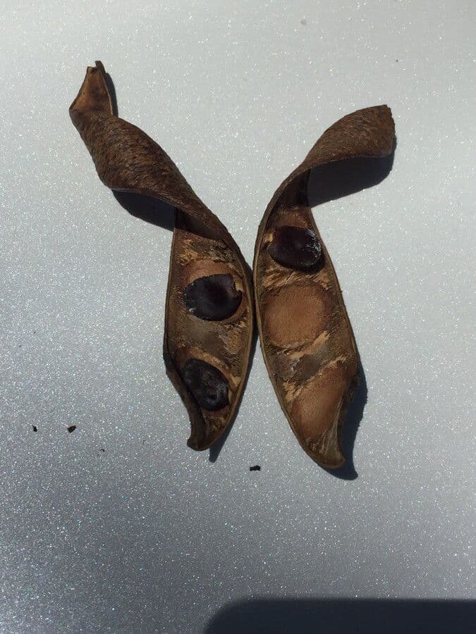 Pentaclethra