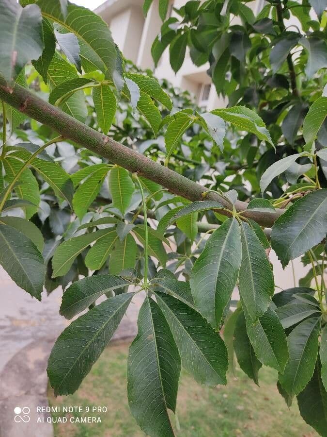 Ceiba speciosa 18