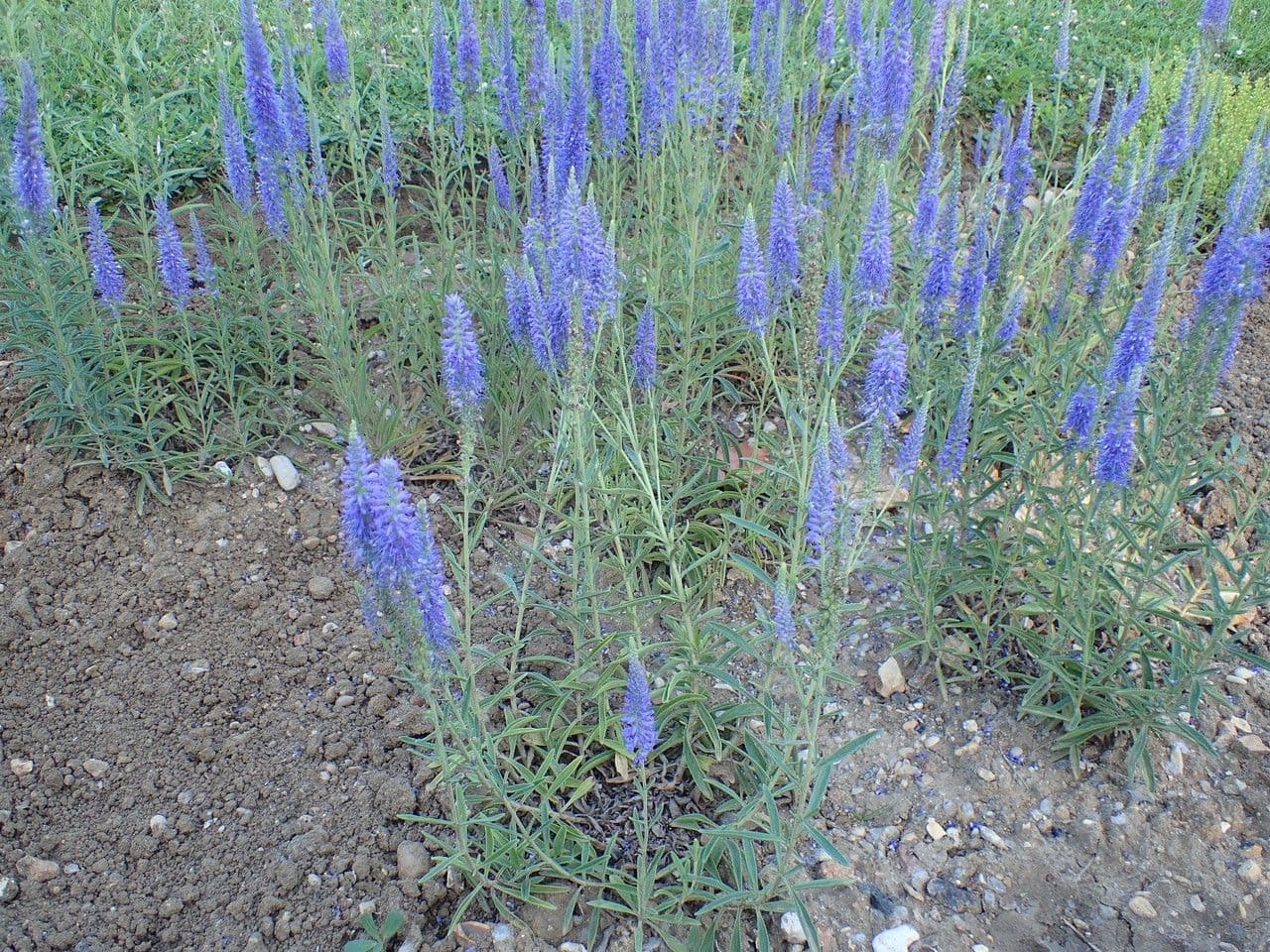 Veronica spigata 12