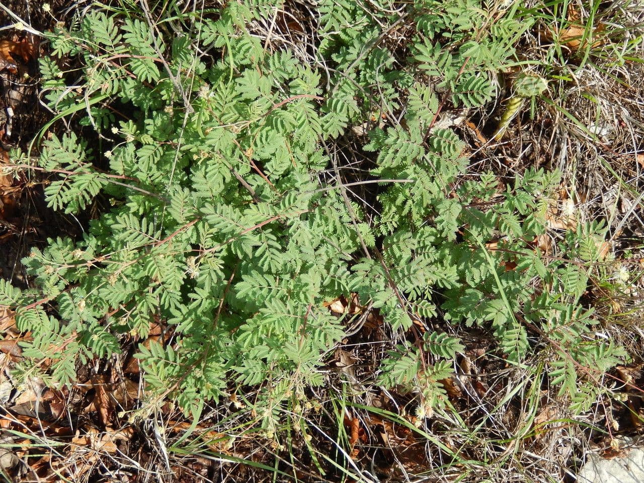 Desmanthus