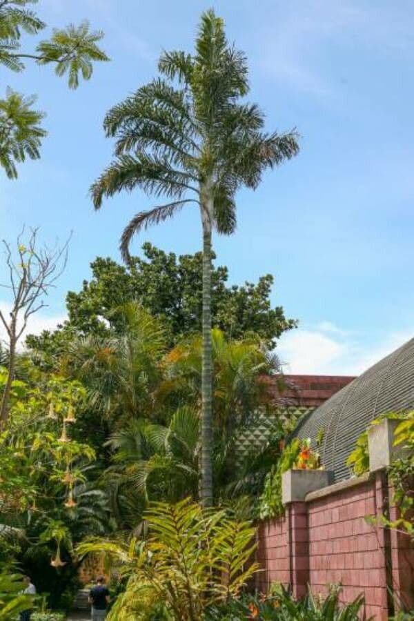 Dypsis 3