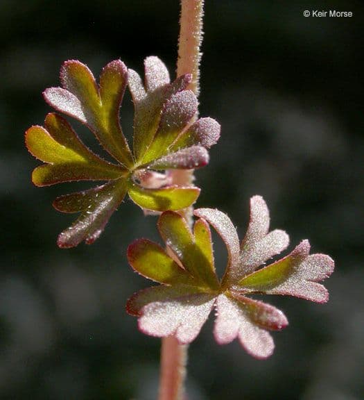 Lithophragma 11