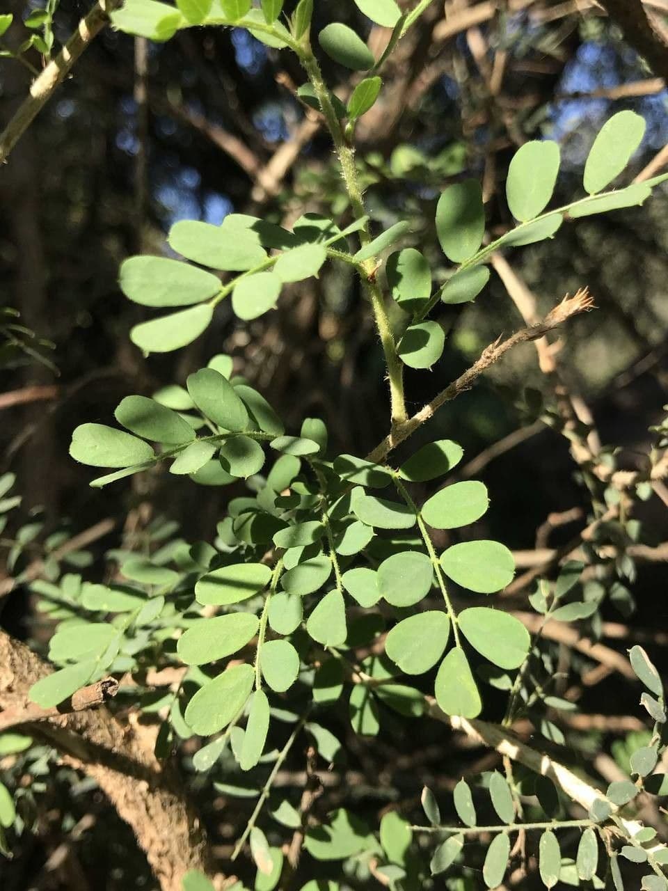 Ormocarpum 16