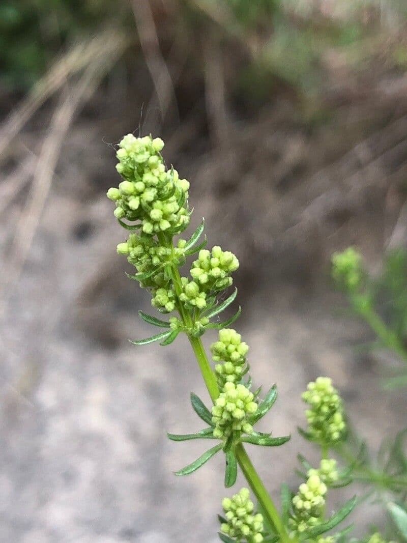 Caglio lucido