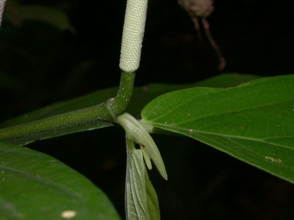Pfeffer 6