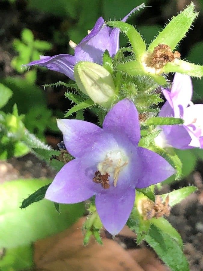 Campanula
