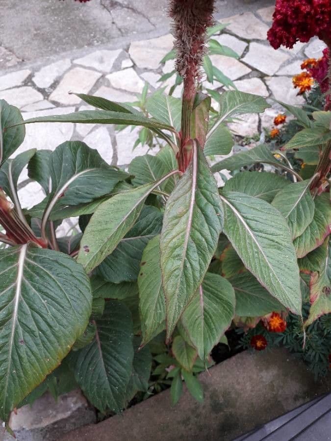 Celosia argentea 20