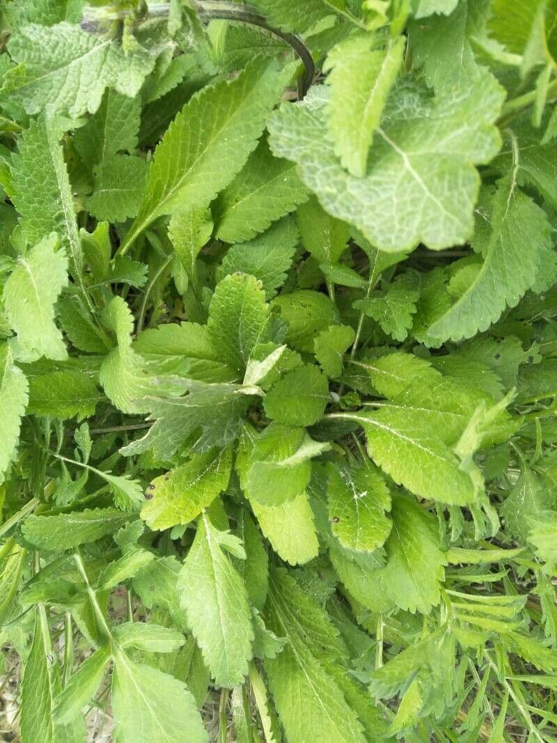 Tanaceto balsamico 14