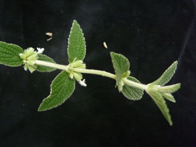 Leucas 4