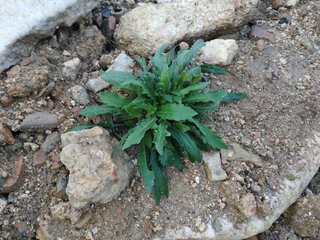 Erigeron longipes