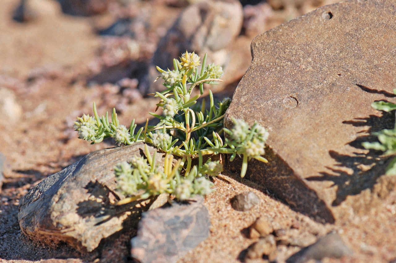 Gymnocarpos 2
