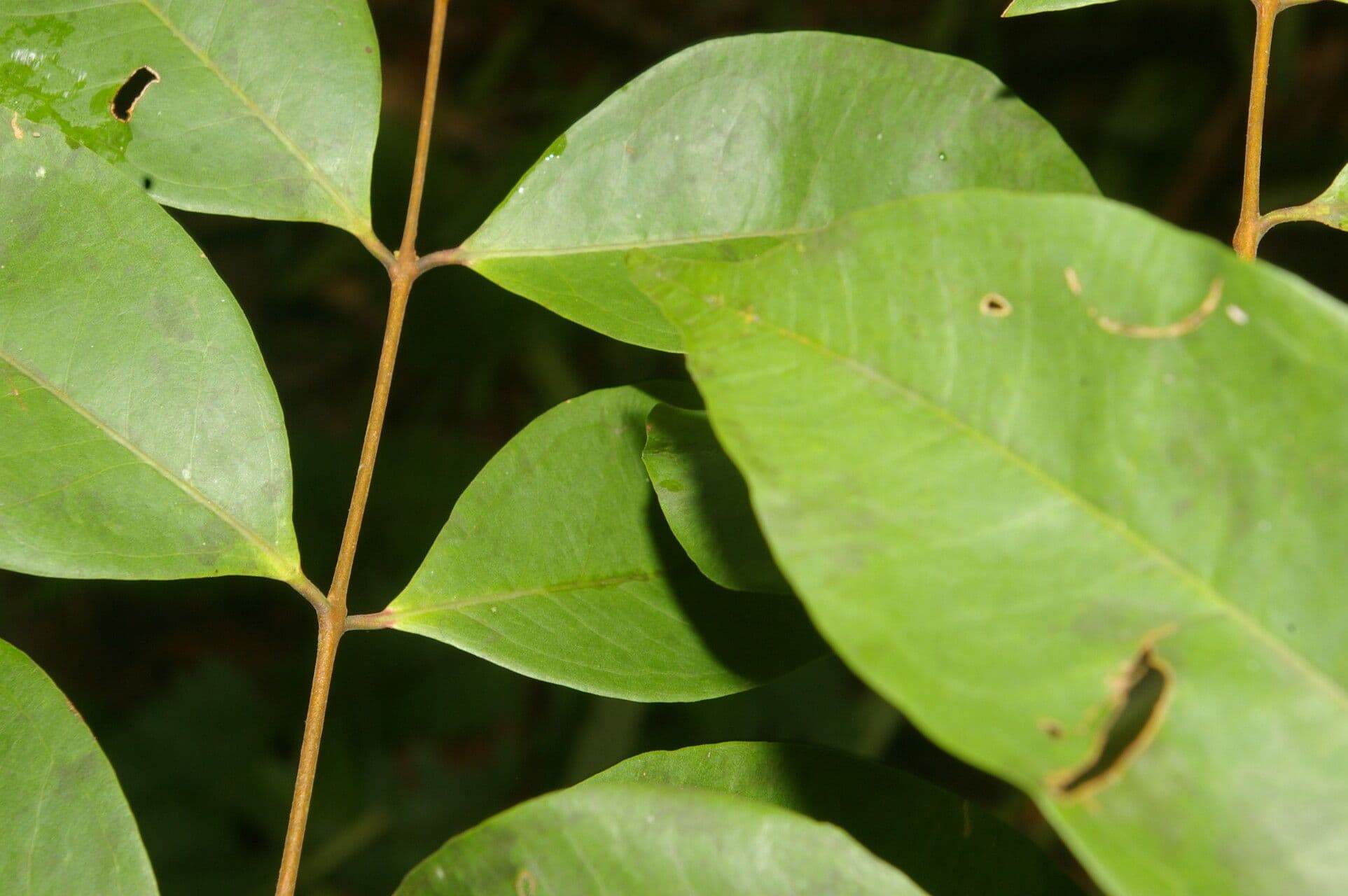 Eugenia 7