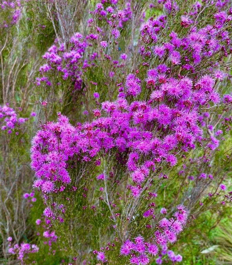 Kunzea 2