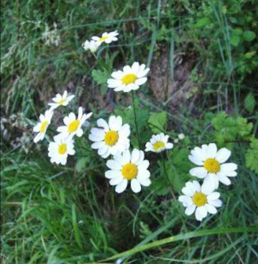 Camomilla fetida 13
