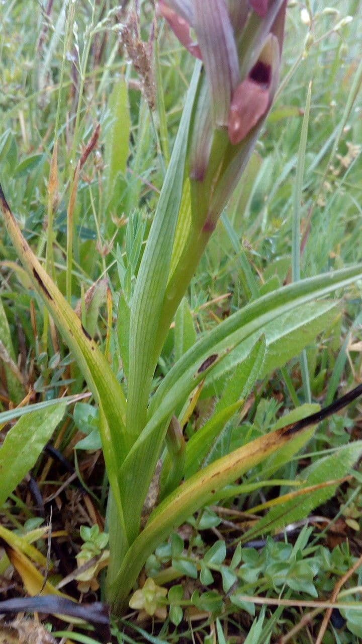 Serapias parviflora 20