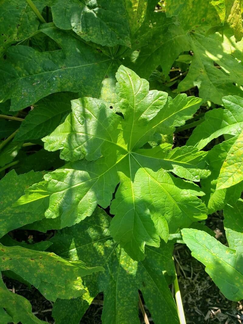 Napaea dioica 11
