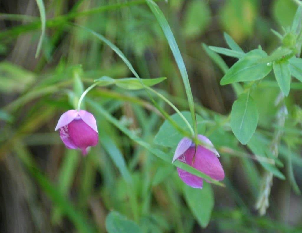 Schöne Kalochortus 5