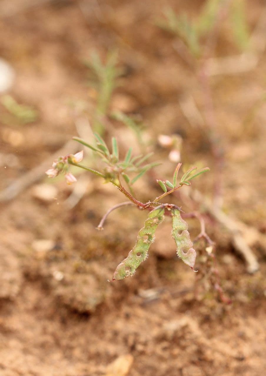 Ipocrepidi ciliata 15
