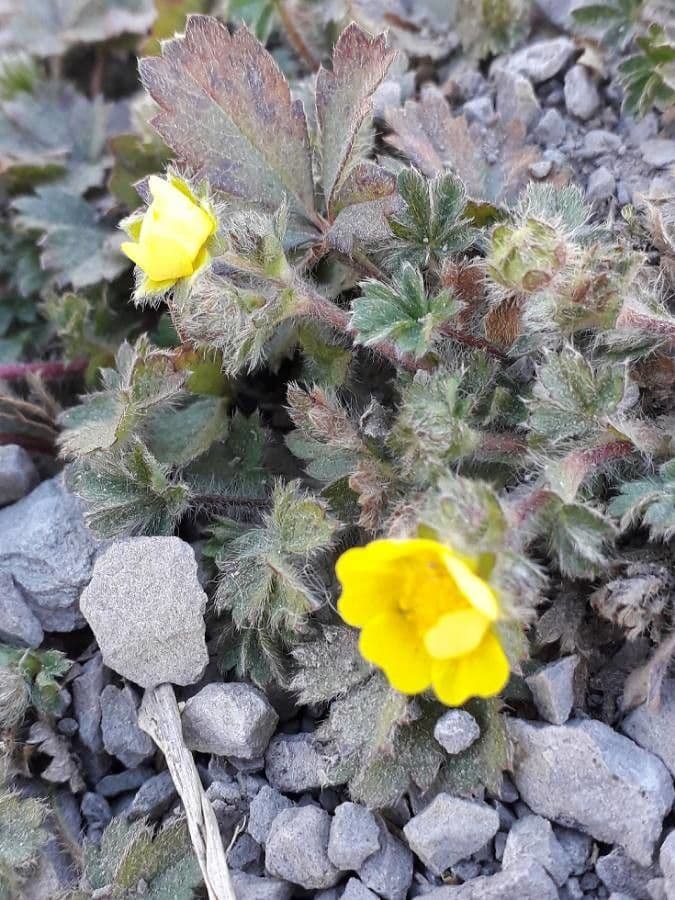 Mochna Crantzova 5