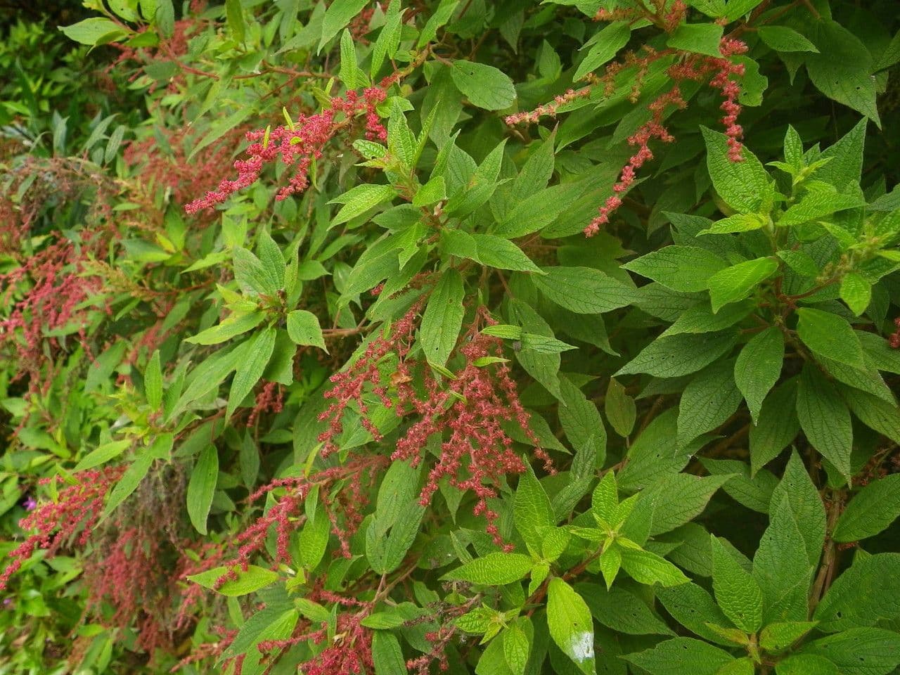 Gesnouinia 5