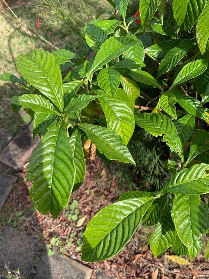 Psychotria nervosa 20