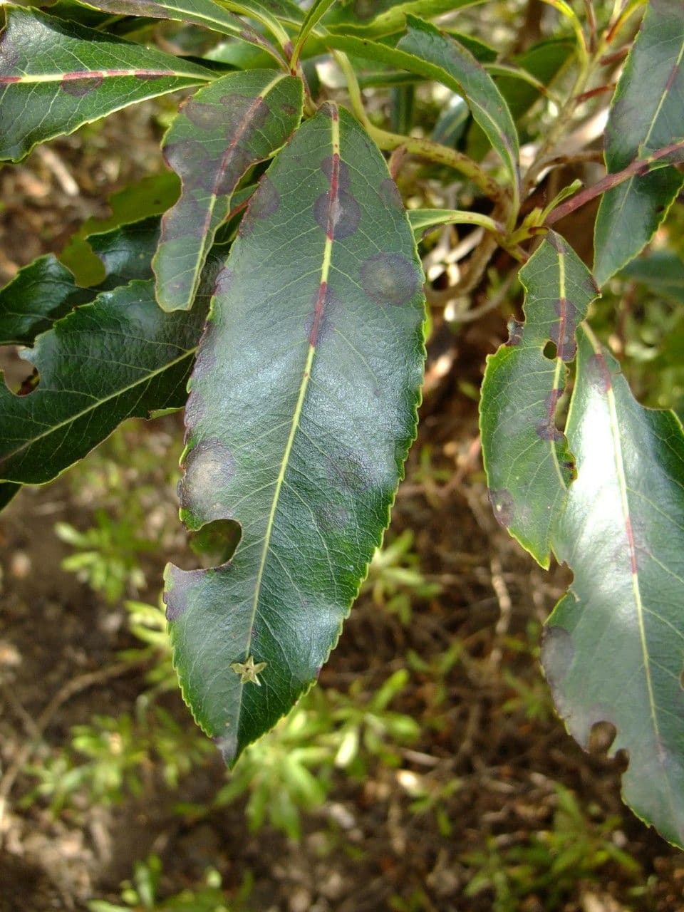 Albero di fragole 16