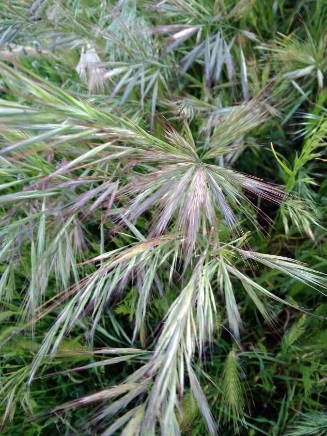 Brome lancéolé 20