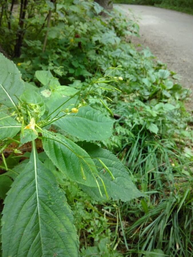 Kleines Springkraut 4