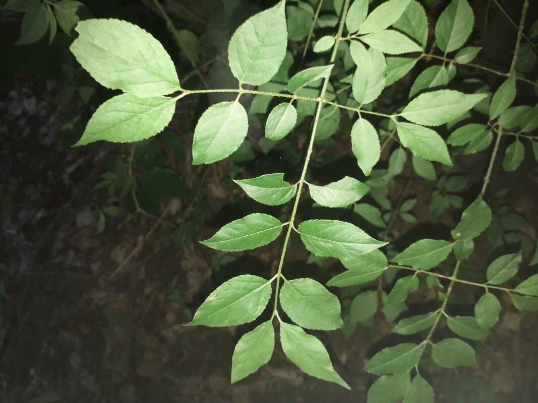 Euonymus 16