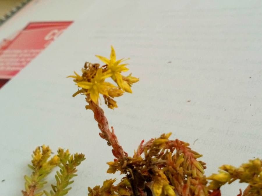 Sedum lanceolatum 2