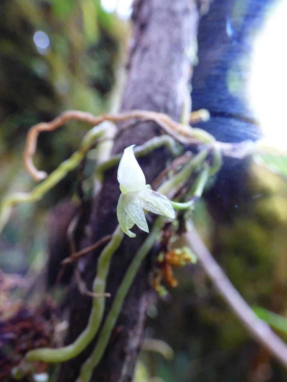 Angraecum